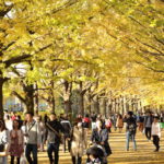 イチョウ並木・紅葉の名所 国営昭和記念公園に行ってみたら絶景が待っていました。(2018.11.17)