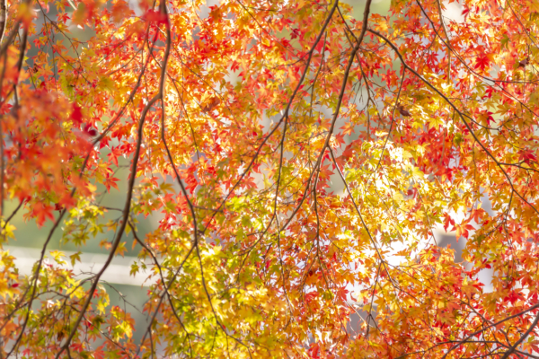 西日を受けて輝く高尾山の紅葉は美しい。