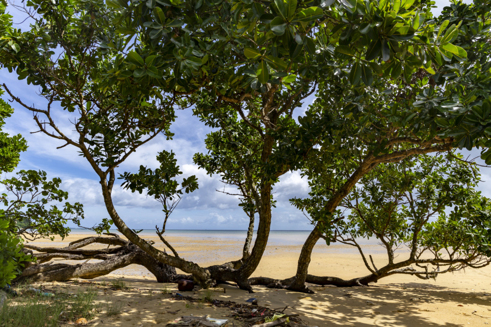 西表島の干潮時はマングローブの絶景が姿を見せる。