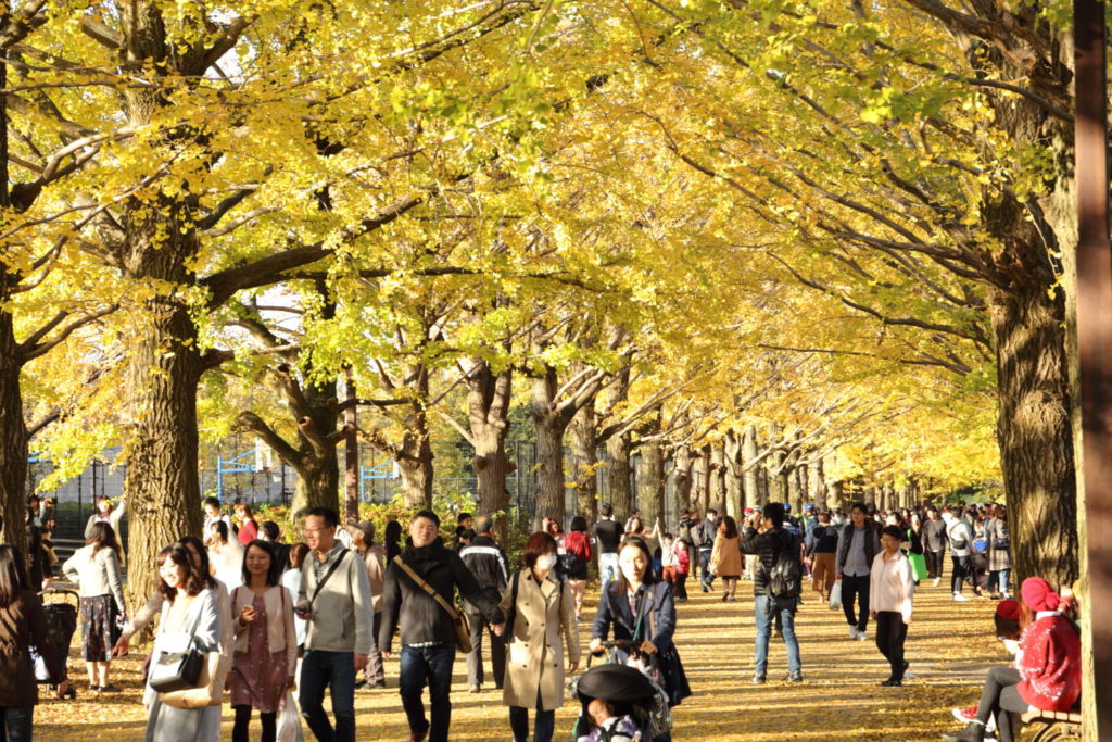 イチョウ並木 紅葉の名所 国営昭和記念公園に行ってみたら絶景が待っていました 18 11 17 週末絶景カメラマンゆーの日記