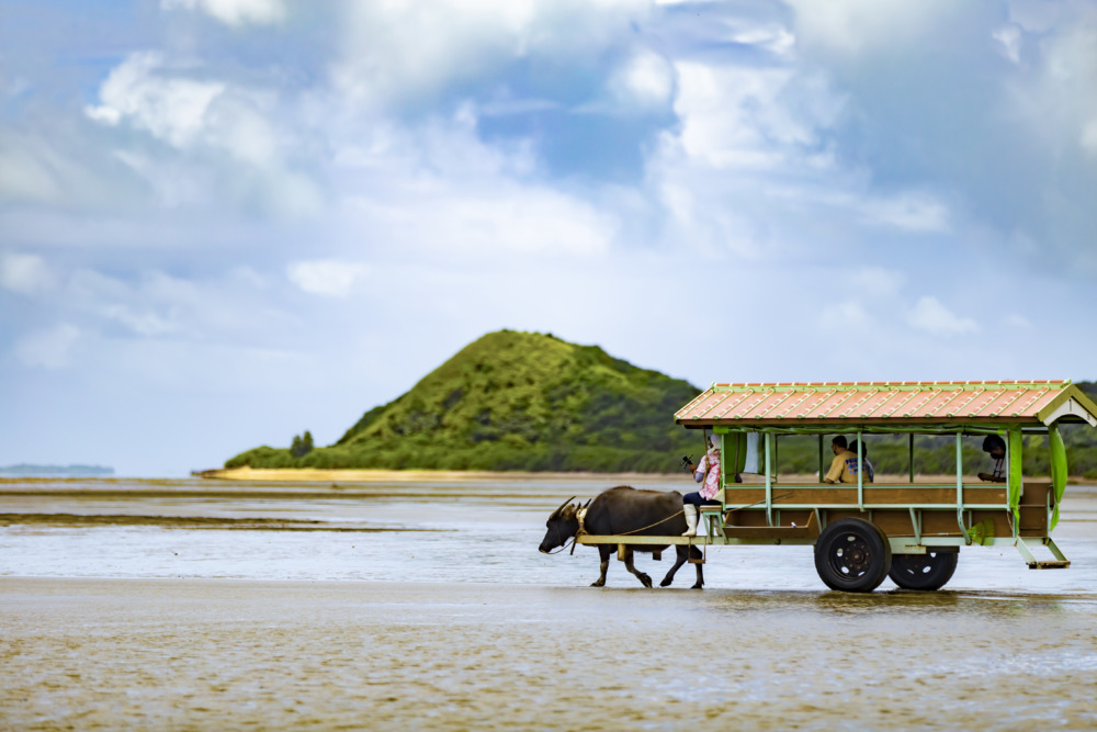 由布島のアクセスは水牛車だけじゃない。西表島から歩いて海を渡る。