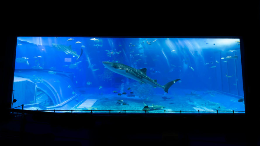 美ら海水族館の巨大水槽で誰もいないジンベエザメを撮影するには？